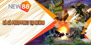 Đá Gà Philippines Tại New88 Cực Hấp Dẫn 2024